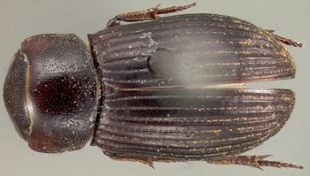Media type: image;   Entomology 23554 Aspect: habitus dorsal view